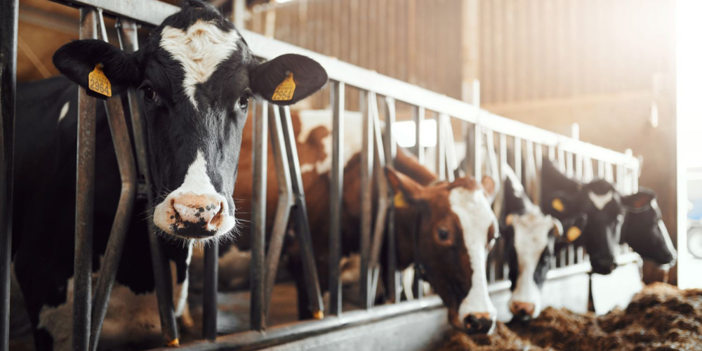 dairy cows uk article