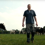 Fergus AHV cows field