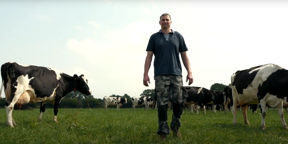 Fergus AHV cows field