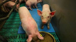 Digestive challenges