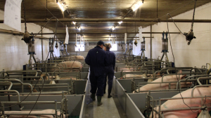 Transtition program 2