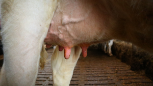 Udder Health example
