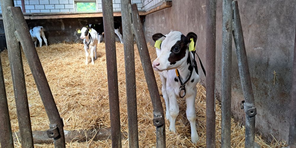 Van den Berk kalveren