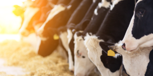 Healthy Progress: New Data Highlights the Impact of AHV Herd Health Plans