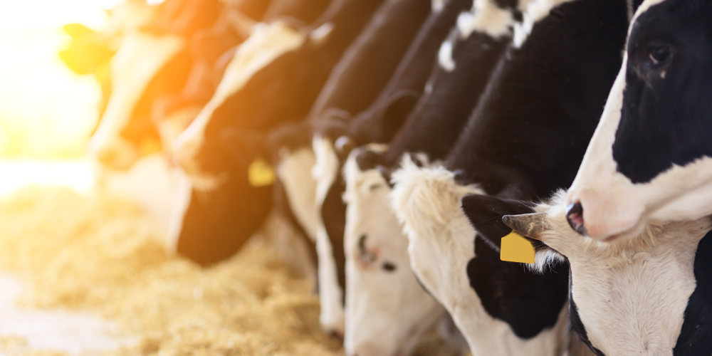 Healthy Progress: New Data Highlights the Impact of AHV Herd Health Plans
