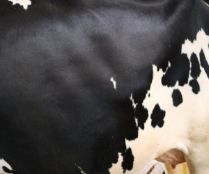 Claw, skin and hygiene mobile