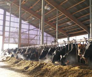 Energy & metabolism mobile