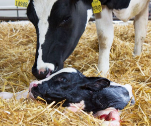 Uterine health mobile