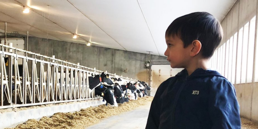 Hochleistende Kühe und Zwillingsträchtigkeit