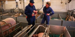 Varkens producten AHV