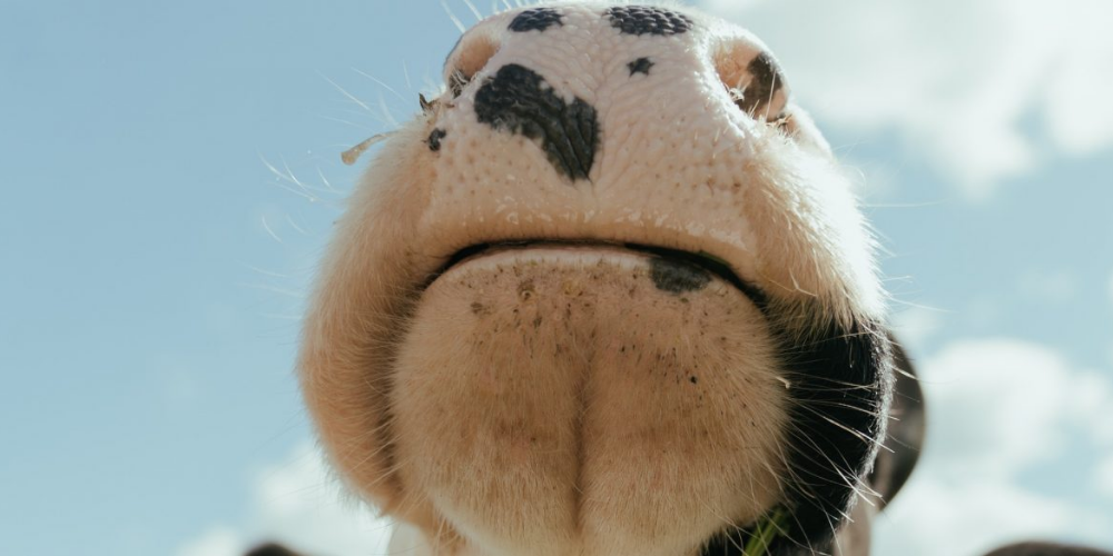 Was sind die folgen eines durchlässigen darms bei milchvieh