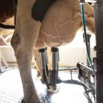 Visual of Dairy Cow Milk Udders