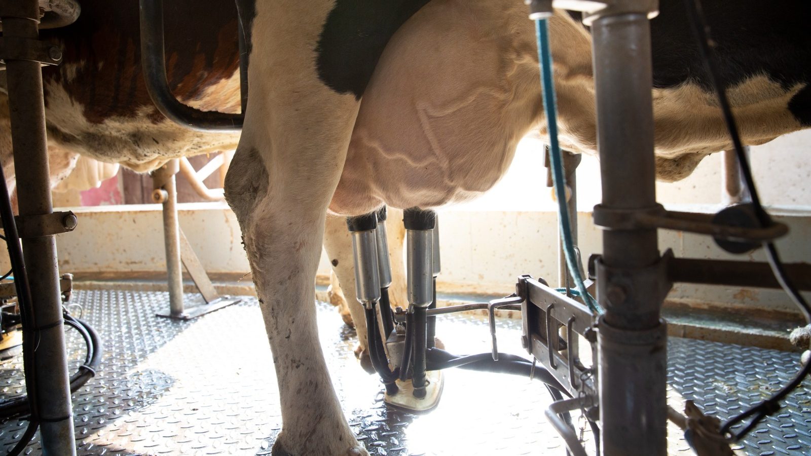 Visual of Dairy Cow Milk Udders