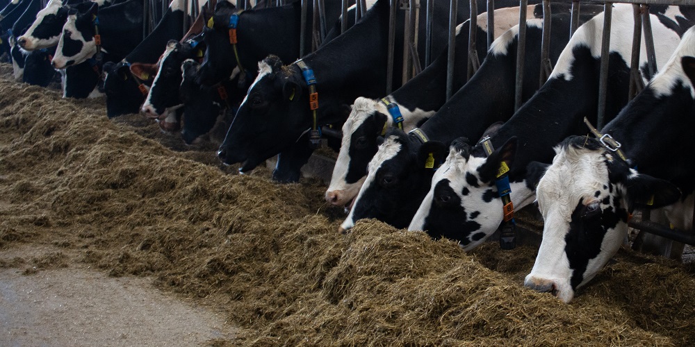 Zuurtegraad pens koe