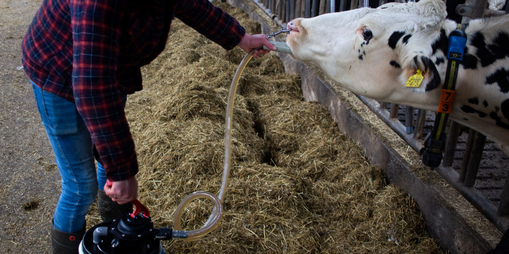 article-7-how-to-drench-1