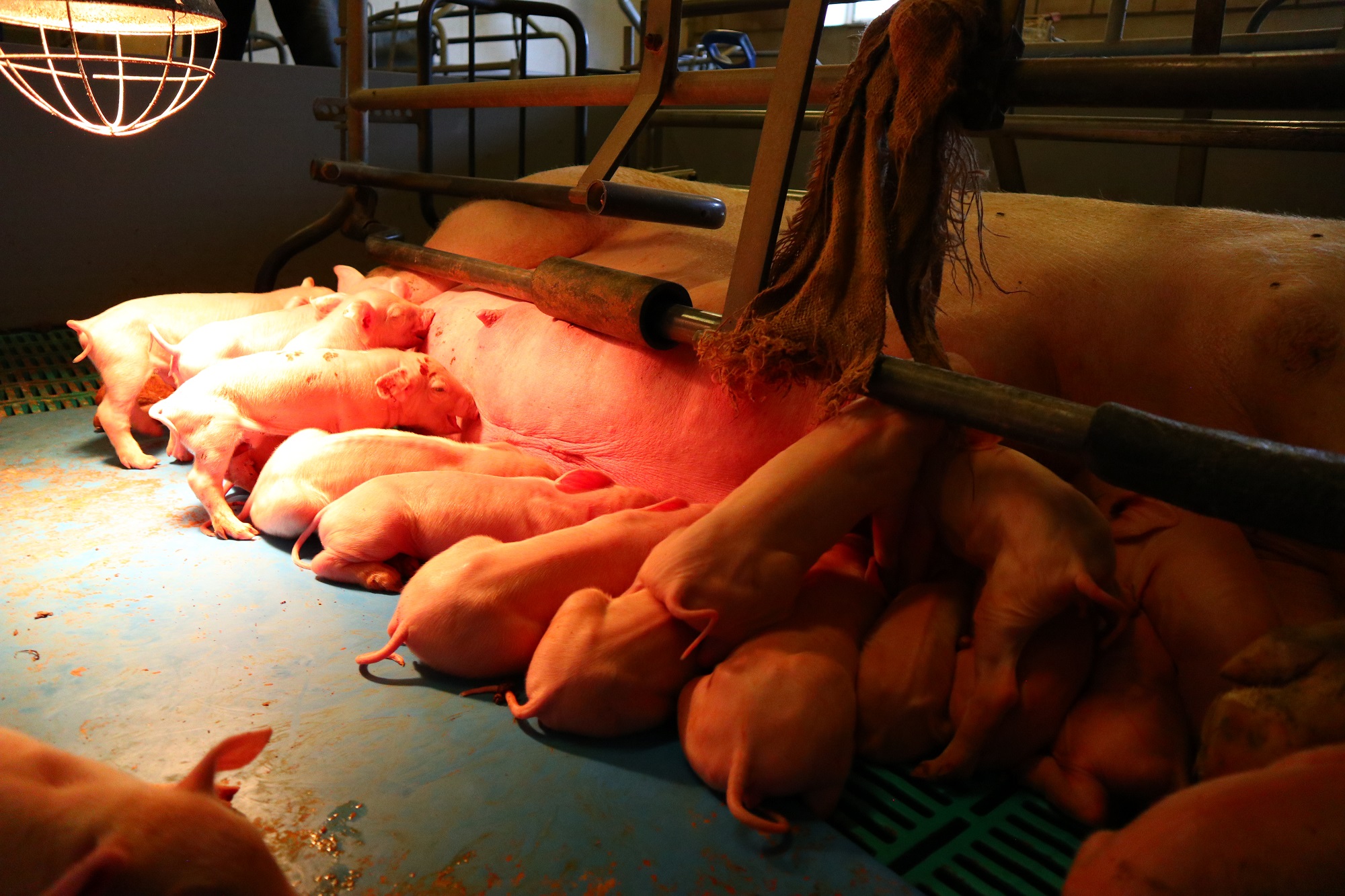 Big en zeug producten AHV