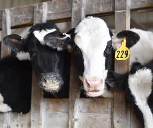 calves quicklink ahv usa