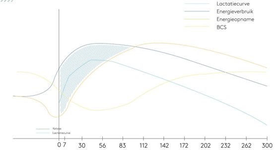 Energiebalans melkkoe