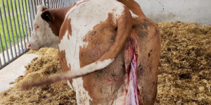 gebarmutter gesundheit deutschland destkop