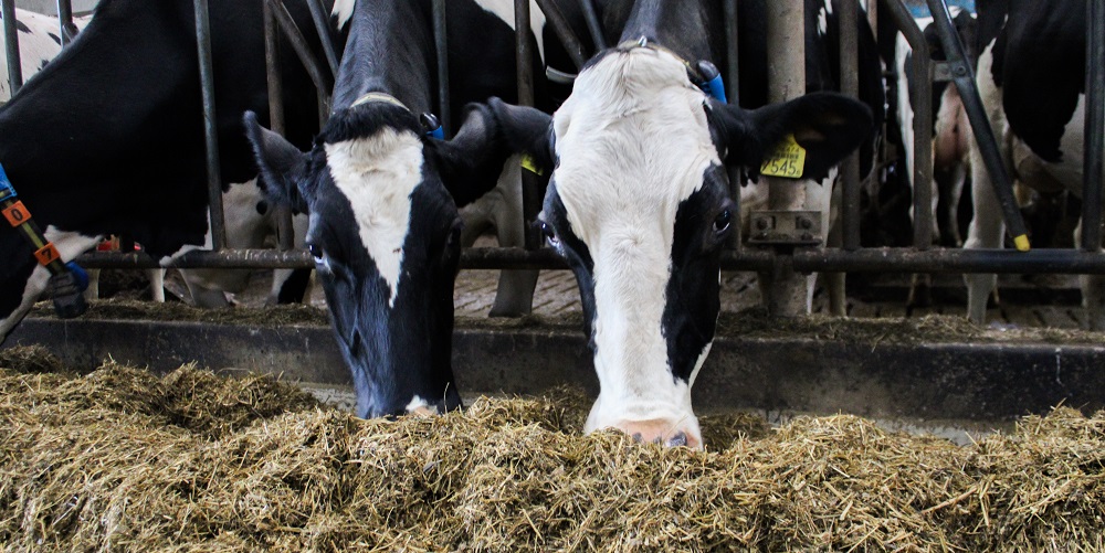 energiebalans melkvee