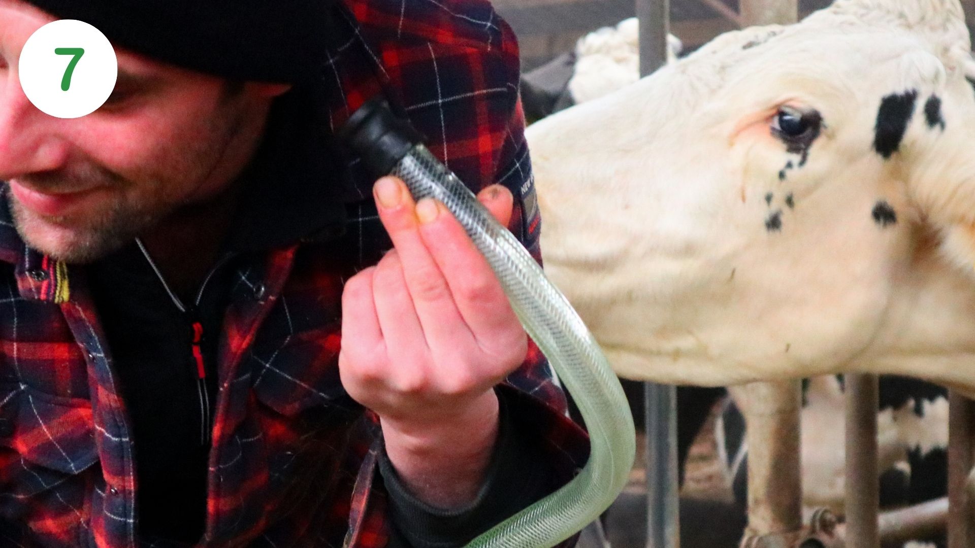 Drenchen koeien, stappenplan 7