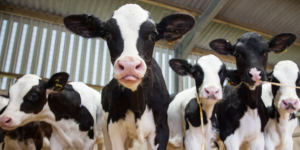 Calves featured image article 4