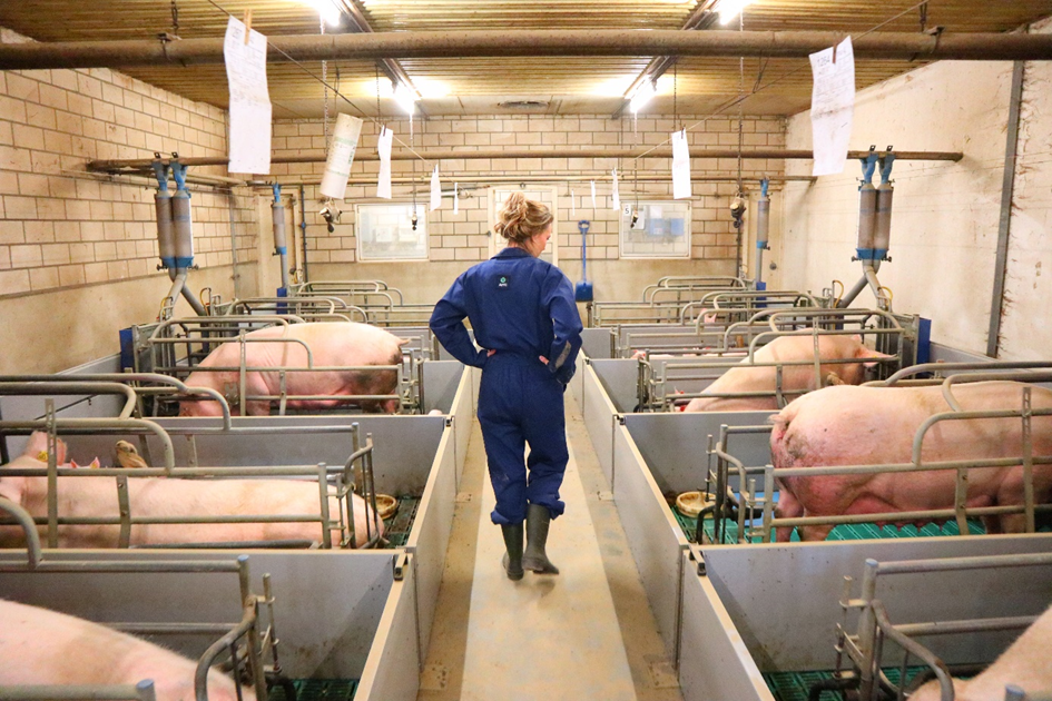 "AHV cerdas y lechones"