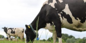 koe eten energie 1000