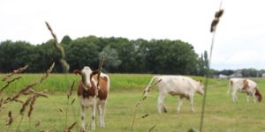 metabolische veranderingen Transitie