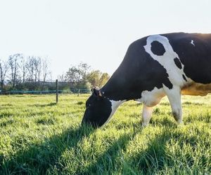 mobile nz energy metabolism