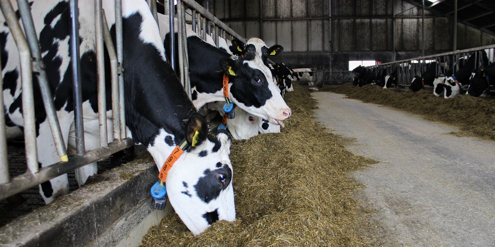 vretende koe energie