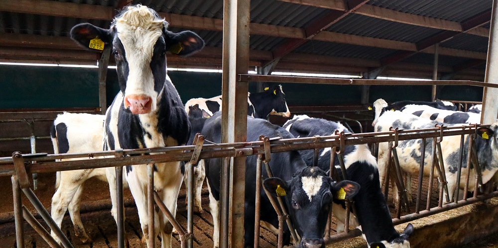 vruchtbaarheid-koeien