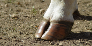 website program photo desktop klaue