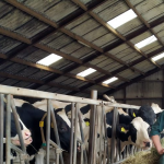 zwakenberg celgetal melkveebedrijf